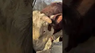 Don&rsquo;t ever pull on Rufus&rsquo;s ear #rufusthebull #cow #bull