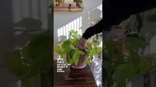 Is it Over Watering or Under Watering?
