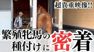 【競馬】超貴重映像!!繁殖牝馬の種付けに密着してみた【種付け】