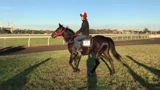 Show Stealer Snowden Racing