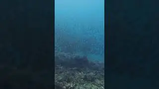 sardines while doing fun dive #shorts