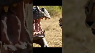 Hippo Vs cheetah