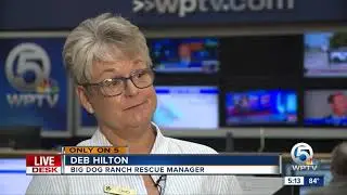 Rescued dog Miracle recovering