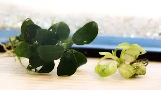 Anubias Snow White & Pinto Care!