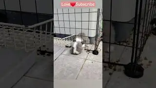 Bunny escaping moment😍 #175