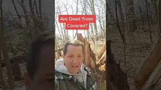 If A Dead Tree Falls And Damages Your Home, Is The Damage Covered?