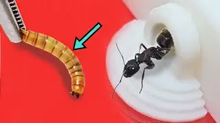 Удивительная битва муравьев и мельничных червей! Могут ли муравьи охотиться на мельничных червей?