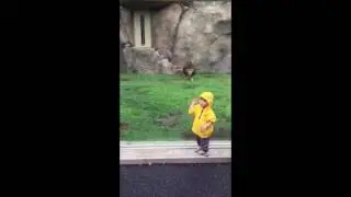 Lion attack 3 year child