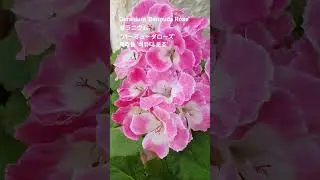 Geranium 'Bermuda Rose' 꽃말: 