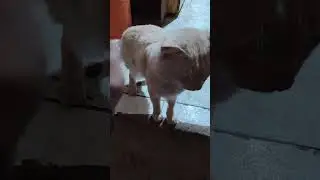 cat love #real video #saudiaarbia #viral tone