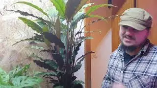 Korbmarante (Calathea rufibarba) - Haltung, Pflege, Standort und Vermehrung der Zimmerpflanze
