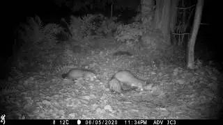 Two lovely marten pups, 10 weeks old (Stone marten family/Steinmarder/Husm&aring;r) (best at 1080p)