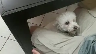 Adele Hello Dog