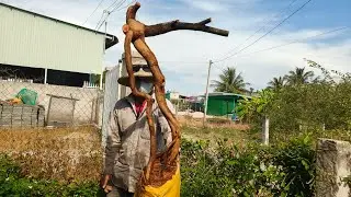 Mai rừng búp đỏ Bình Thuận gl ae mời ae tham khảo ủng hộ 