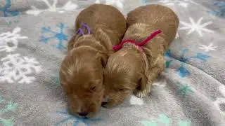 Angel&rsquo;s female puppies 2 weeks old English Teddy Bear Goldendoodles 