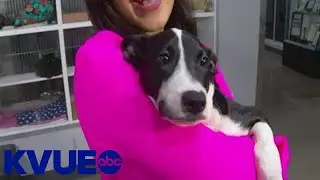 Williamson County Regional Animal Shelter at capacity | KVUE