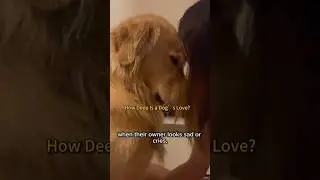 Dogs and Human Emotions | How Deep Is a Dog&rsquo;s Love? #Dogs #DogLove #PetScience #DogFacts