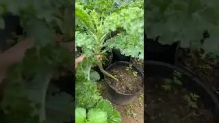 How to harvest Kale, this will encourage The Kale to grow more #plants #growing #satisfying