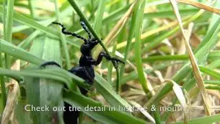Oil Beetle Eating Grass, Macro Video!
