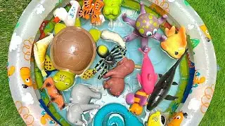 Meet Ocean Animals for Kids | Discover Sea Animal facts with Fun Toys