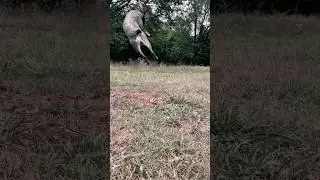 Click clack #blueheeler #cattledogs #laugh #satisfying #herdingdogs #dog #funnydogs
