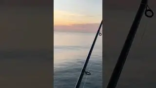 A bunch of dolphin off the pier#pier fishing #dolphin #viral #shorts