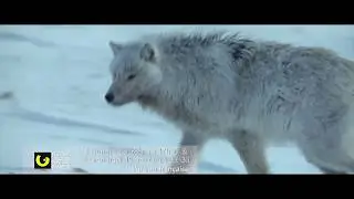 Loups blancs : Fant&ocirc;mes de l'Arctique | FINN 2018
