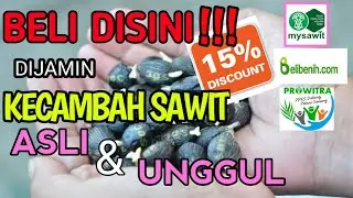 harga dan beli Kecambah Sawit balai benih resmi unggul ppks, price and how to buy official palm oil