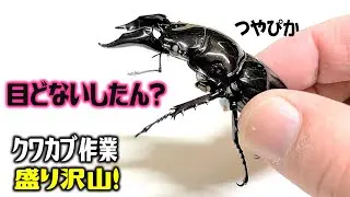 この一筋縄ではいかないクワガタにはこの方法でいってみるか！（くろねこチャンネル）