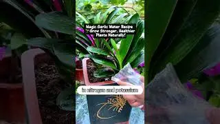 Magic Garlic Water Recipe 🌱  Grow Stronger, Healthier Plants Naturally!
