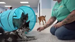 Cosmic Canine Plano: Premier Dog Training & Elevated Structured Day Care for the Dallas Area