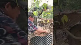 Nursery of yellow apricot tree #shortsvideo #apricots #viralvideo