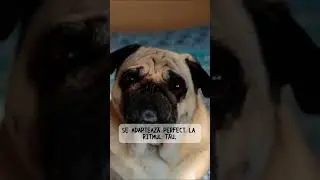 Mic, dar solid! 🐶 3 Motive de ce Mopsul (Pug) este c&acirc;inele perfect de apartament!  #mops #pug