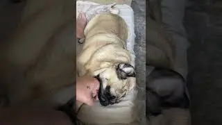 Lazy Pug Vibes: Paddington Chews My Finger 🐾 #LazyPug#PugLife#ChillVibes