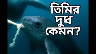 🐋 তিমির দুধ কেমন? পৃথিবীর সবচেয়ে ঘন ও পুষ্টিকর দুধের রহস্য | Whale Milk Facts in Bangla