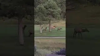 A bunch of Elk behind Frank&rsquo;s house in Angel Fire, New Mexico! Just amazing running around!