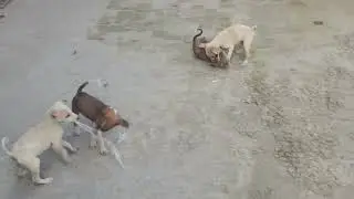 Indian pariah dog puppy playing 💪 🐶🐾 🥰🥺🩷 #indianpariahdog #dog