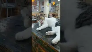 This cute kitten is dozing off after eating  #cat #animals