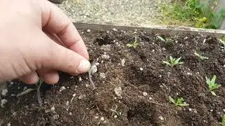 Transplanting.  Let's get growing part 7.