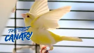 LONG CANARY SOUND || EMOTIONAL CHANNELING EFFECTIVE to lure canaries to learn to sing