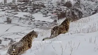 The Elusive Snow Leopard of Gilgit-Baltistan | Wildlife Pakistan