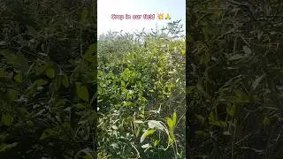 #SplitPigeonPeas#toordal#crop#cropfields#farming#agriculture#ytshorts#shorts#trending#viral