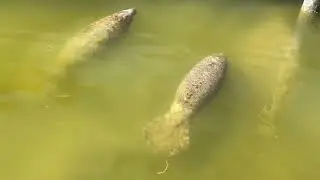 Baby manatee calves Everglades National Park tropical wetland basin ecosystem flora fauna Florida 15