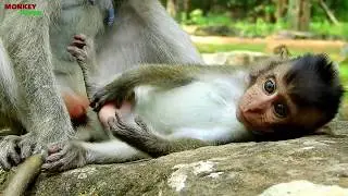 MG! Baby Duke is too small baby monkey, why Duke happen like this