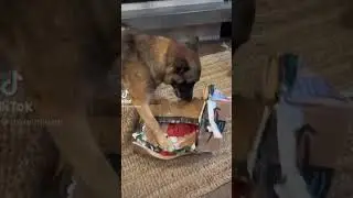 Scent work challenges, box disruption!! #dogcoach #dogtrainer #malinoislife #akcscentworkchallenges
