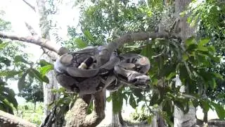 Boa en la Selva Amazónica del Perú
