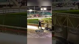 Тайный герой собачьих бегов!