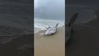 Newborn Humpback Whale Calf Stranded on a Beach