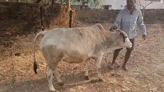 Village Life 😊 My Cute And Funny Bullock 🥰