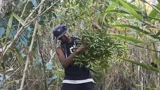 WILD vegetables searching and collecting in the jungle 🌿